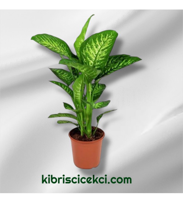 Dieffenbachia Camilla